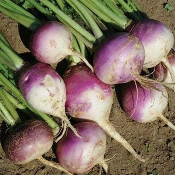 #7 Heirloom Vegetable Seeds 6 Variety Garden Set Emergency Survival NON-GMO 150+
