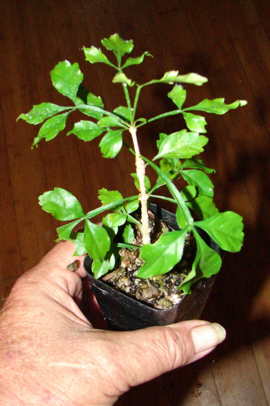 ~Guajilote~ Parmentiera Aculeata CUCUMBER FRUIT Tree Live Sml Potd Starter Plant