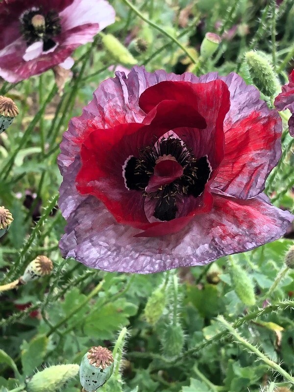 50+ Pandora Poppy seeds