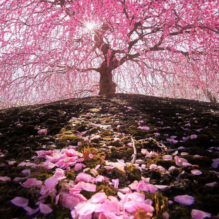 Japanese “WEEPING SAKURA” Cherry Blossom Flower Tree Seeds (pendula) Fast Hardy