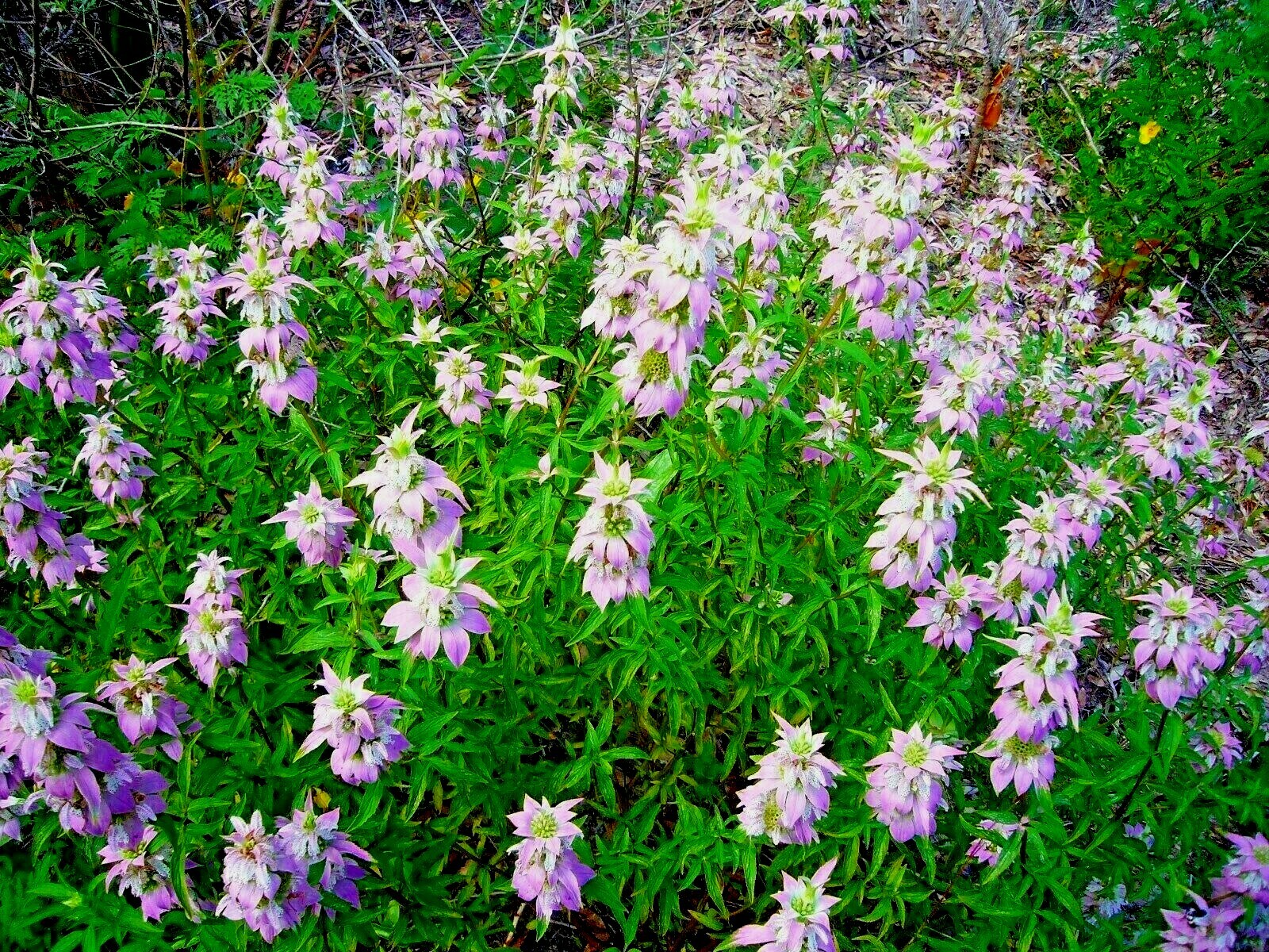 301+SPOTTED BEE BALM Flower Seeds Native Wildflower Herbal Tea Medicinal Plant