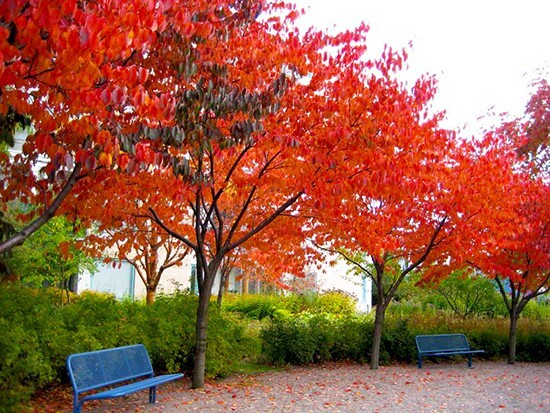 European Sweet Cherry Tree | Premium Seeds | Prunus avium ‘Spring’ | Plants’®