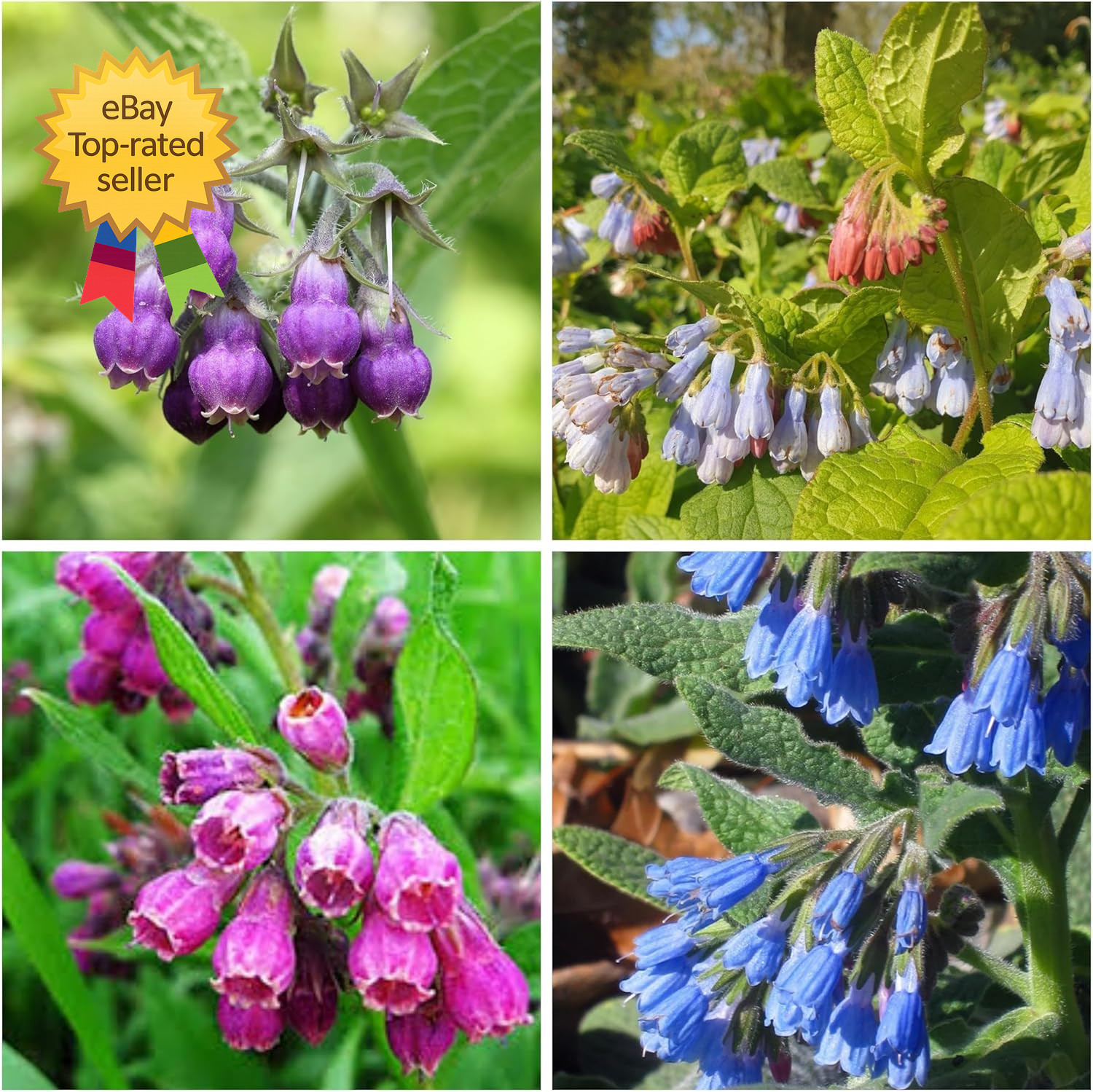 Symphytum Officinale Comfrey Seeds Non Gmo Heirloom Fresh Garden Seeds