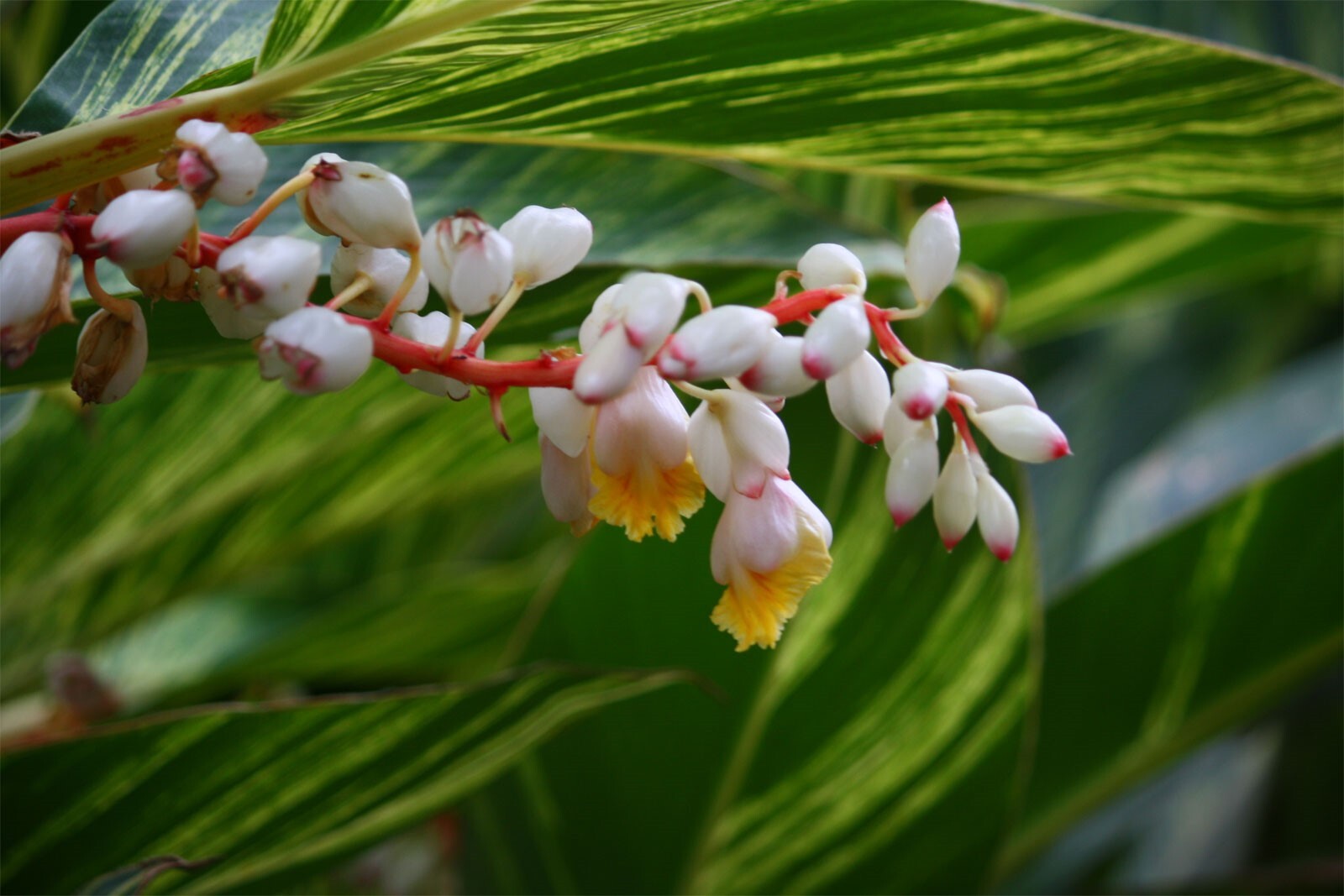 Alpinia galanga | Greater Galangal | Siamese Ginger | 5_Seeds