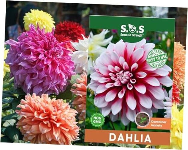 100 pcs Perennial Dahlia Labyrinth Flower Seeds for Planting – Exotic