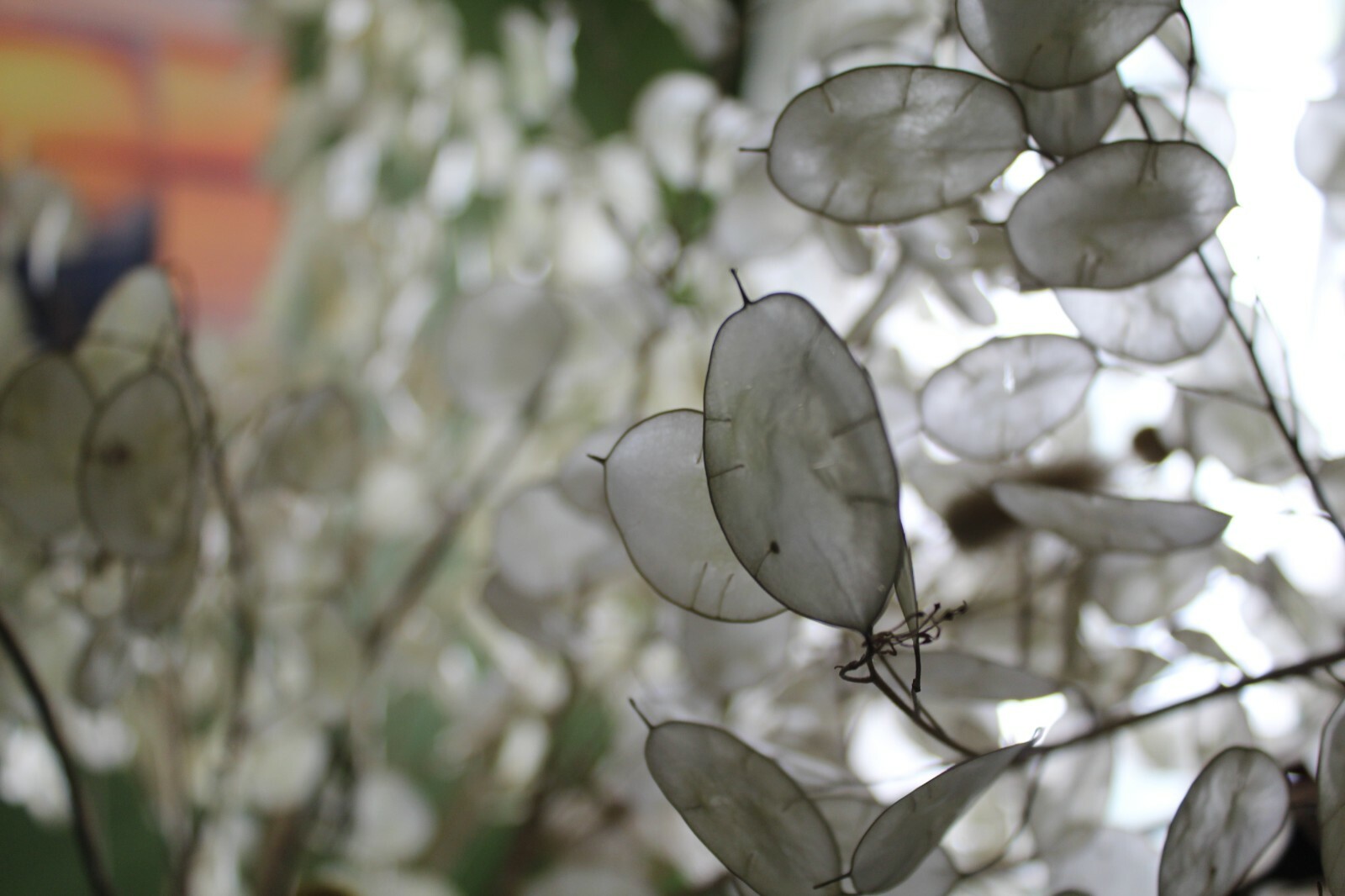 Silver Dollar 50+ SEEDS (Lunaria annua) 2023 CROP – US SELLER