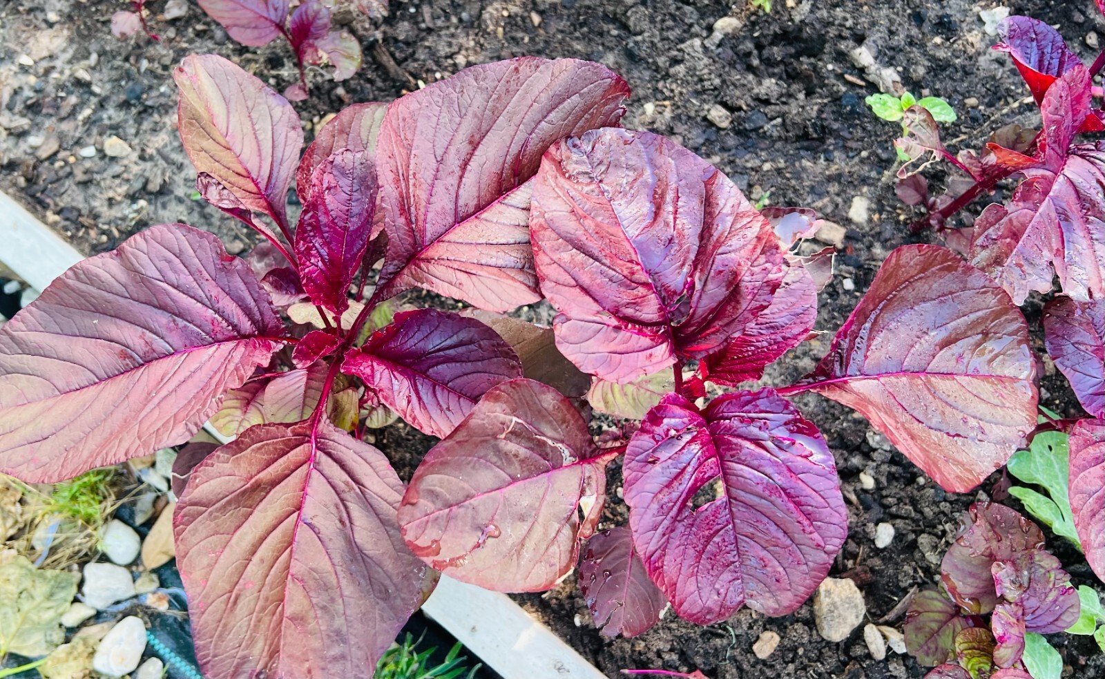 Non-GMO Asian Vegetable Red Amaranth Seeds（全红苋菜）300+Seeds 2023NEW!