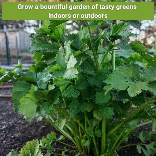 – Asian Greens Seed Collection for Planting – Includes Thai Basil, Bok Choy,
