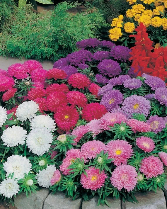 50 Seeds ASTER MILADY MIX Callistephus Dwarf, 10” tall, 3” flowers, fresh