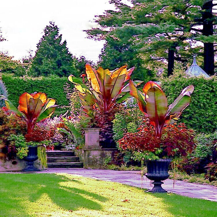 5 Red Abyssinian (Musa Ensete ventricosum) False Banana Plant Tree Seeds RARE