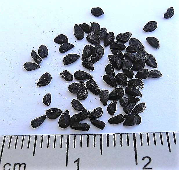150 NIGELLA SATIVA BLACK CUMIN Spice Black Caraway Fennel Flower Herb Seeds