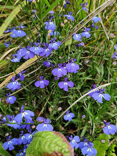 Lobelia erinus | Crystal Palace | Annual or Trailing Lobelia | 100 Tiny Seeds