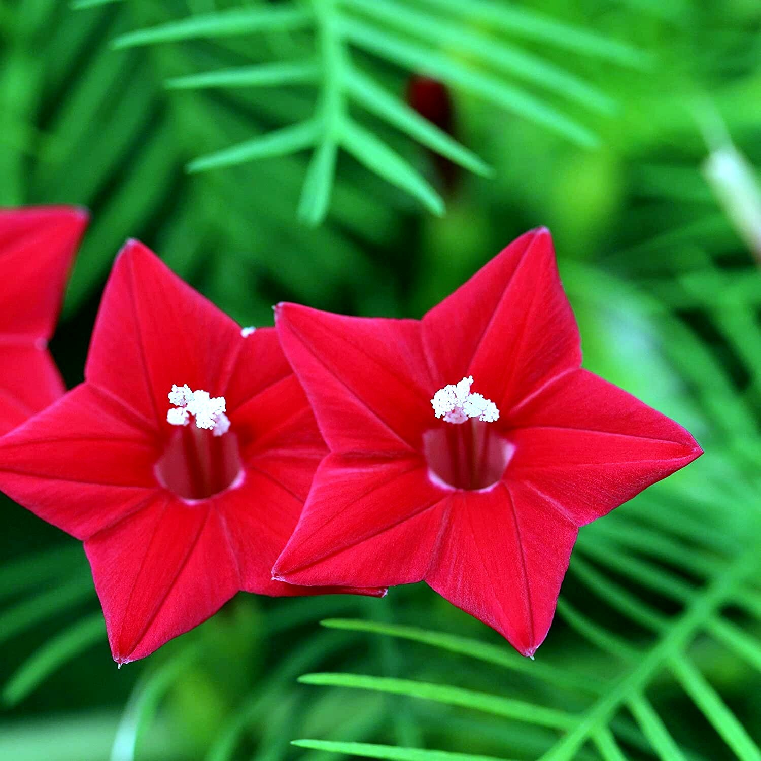 20 STAR GLORY SEEDS Cardinal Creeper Vine Flower Plant Butterflies Hummingbirds