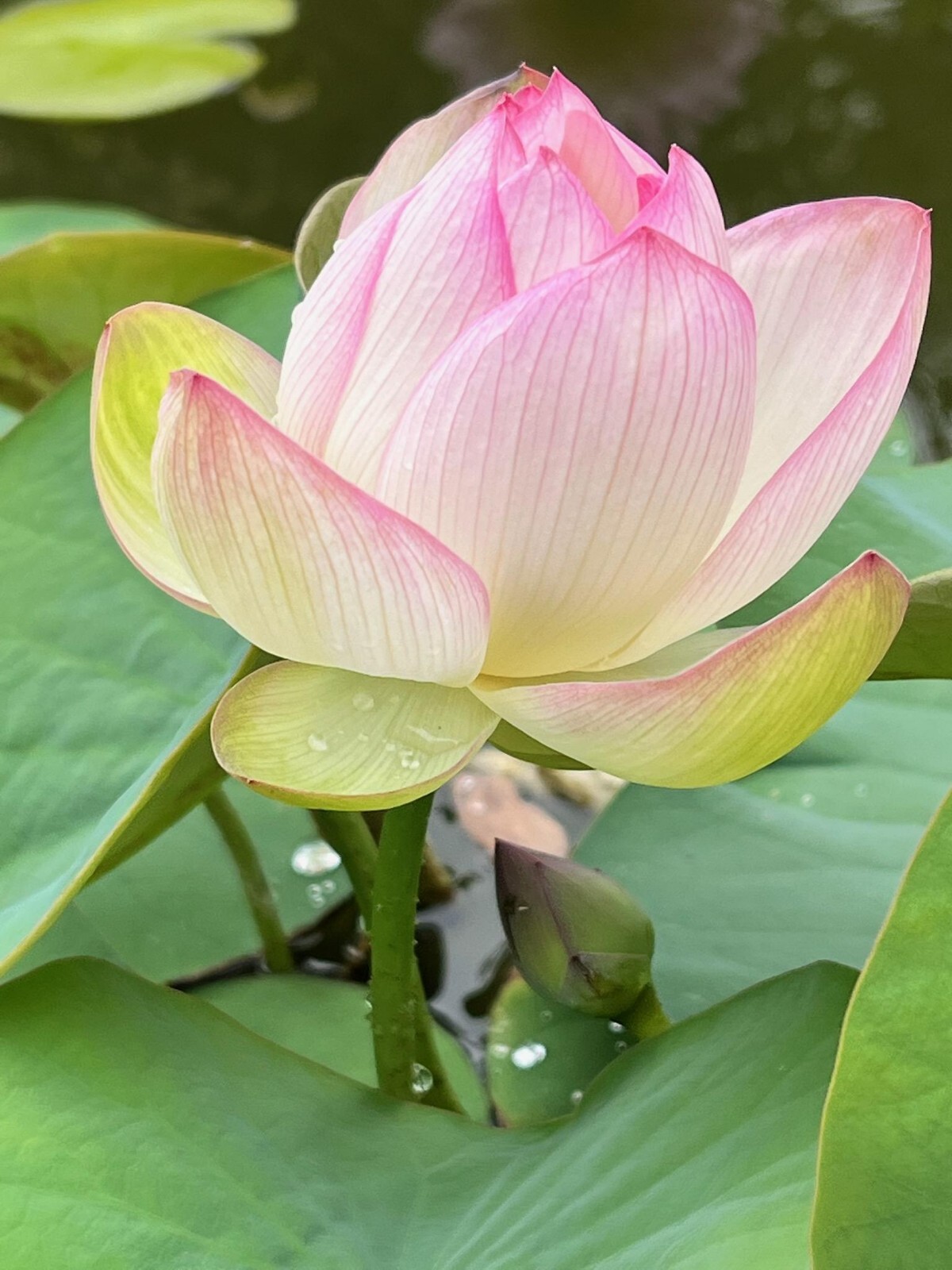 Pre Order Lotus Bonsai/ Mini Lotus roots 碗莲藕根 茶碗蓮 ちゃわんばす Lotus Bare Root