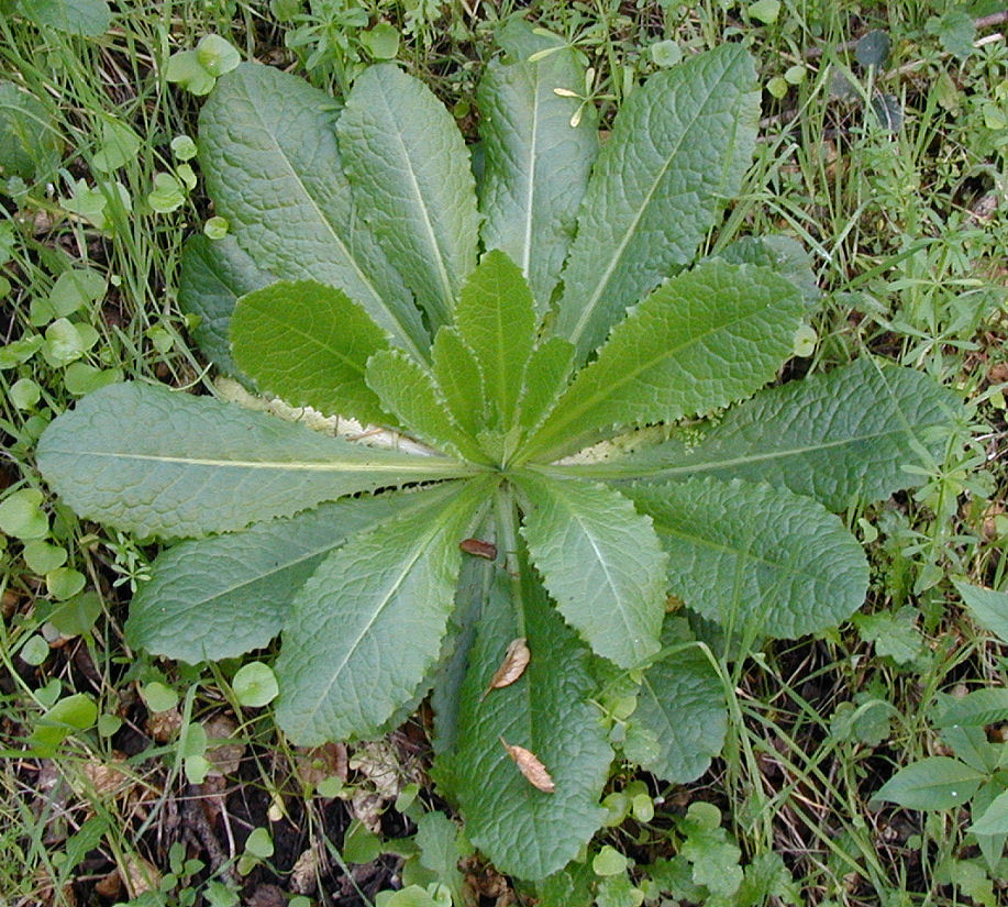 Wild Lettuce (Lactuca virosa) & Prickly Lettuce (L. serriola) Buyer Gets Both