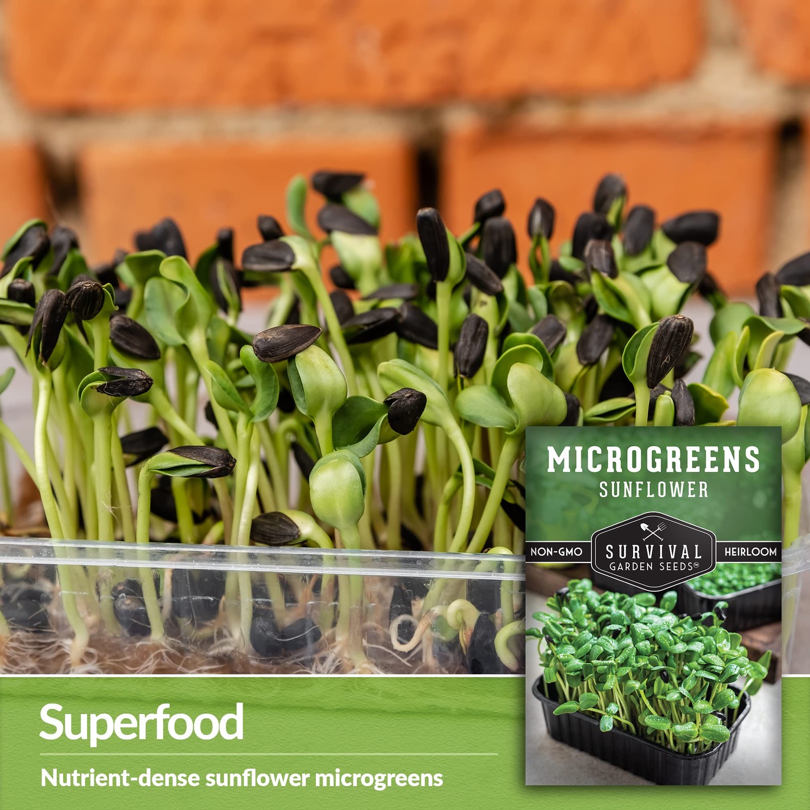 Sunflower Microgreens Seeds for Sprouting – Plant & Grow Nutty, Crunchy Shoot…