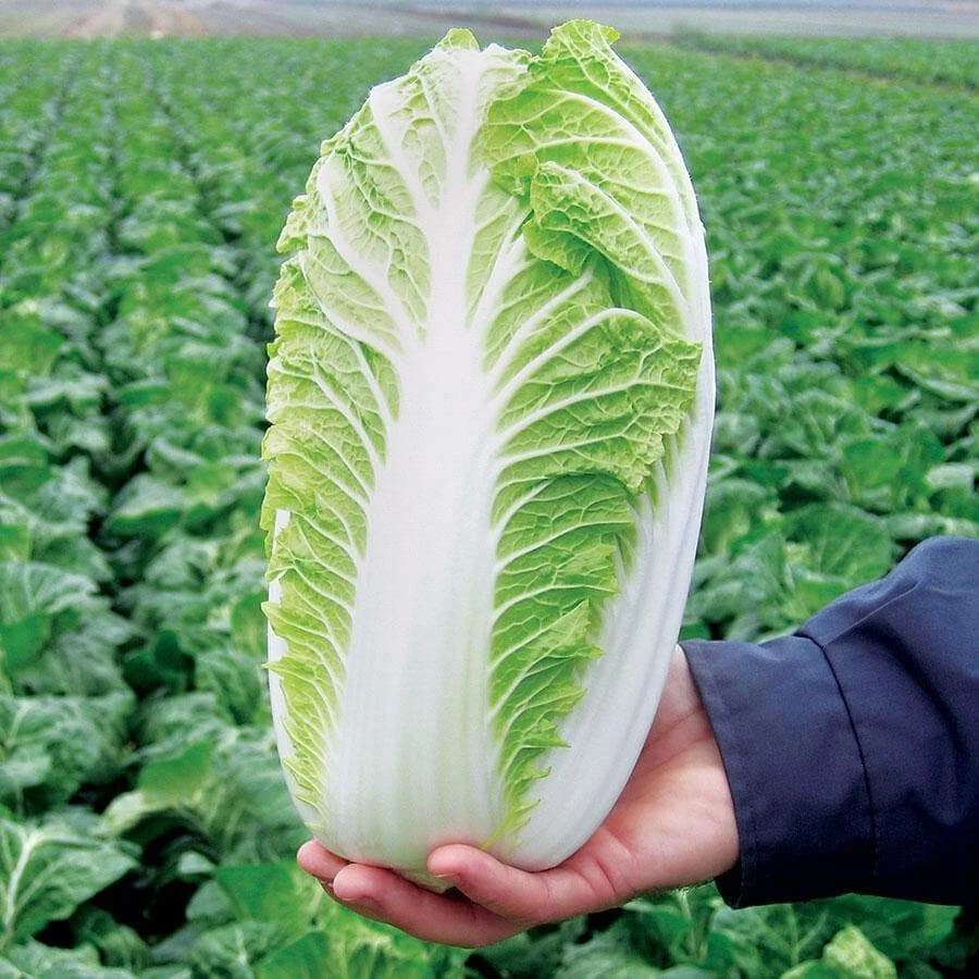 500+ Napa Cabbage – Michihili Heading Chinese Cabbage —— Heirloom