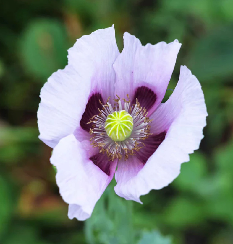 Poppy Collection #1 Fall Planting Spring Blooms Decorative Pods 3000 Seeds!