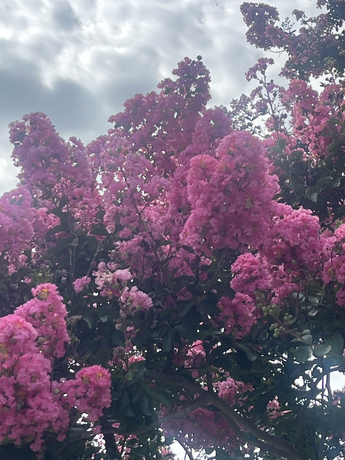 50 Pink Crape Myrtle Seeds – Long-Lasting Summer Blooms for Landscape Gardens