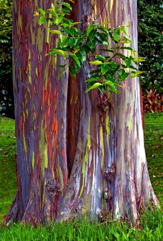 50 Rainbow Eucalyptus deglupta Tree Seeds Fast Tropical Indonesian Mindanao Gum