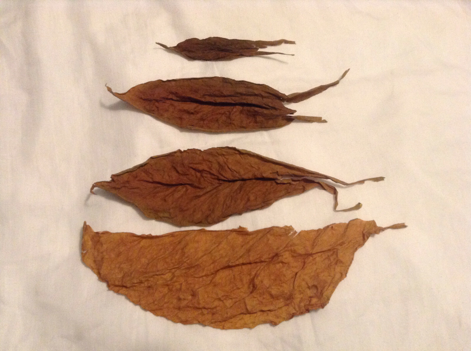 Pennsylvania Red Tobacco – Nicotiana seeds (1000+ per packet)