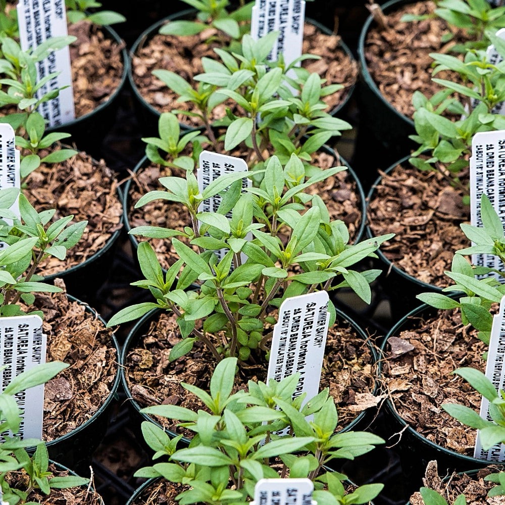 Summer Savory Herb Seeds For Planting (Satureja hortensis)