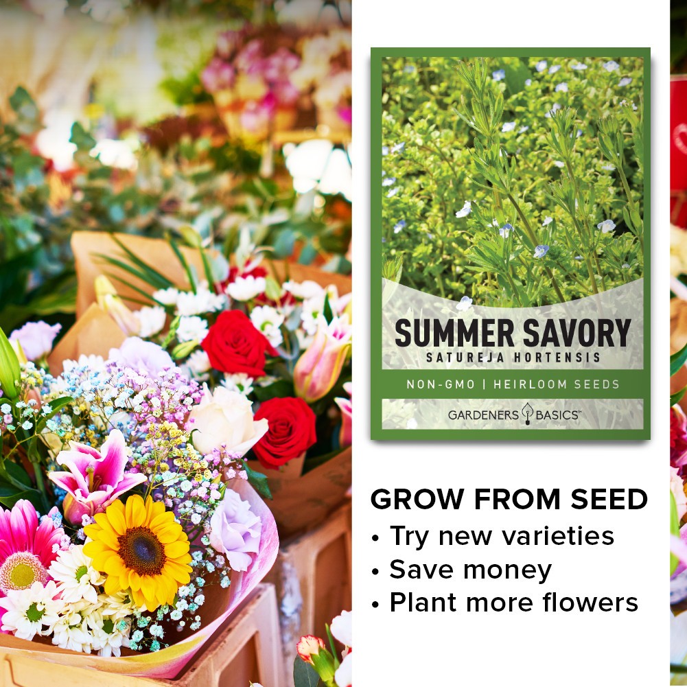 Summer Savory Seeds