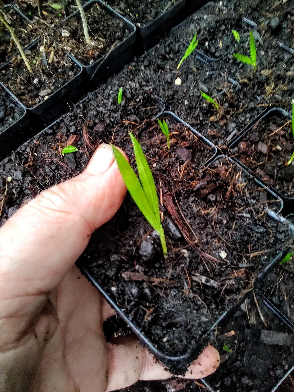 RED SEALING WAX PALM (Cyrtostachys renda)