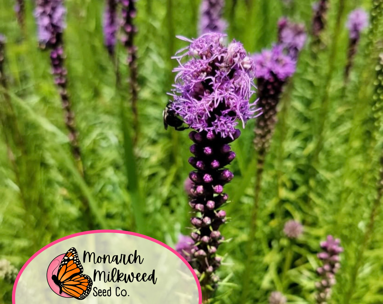 500+ Marsh Blazing Star Seeds | Native Wildflowers, Liatris spicata, Gayfeather