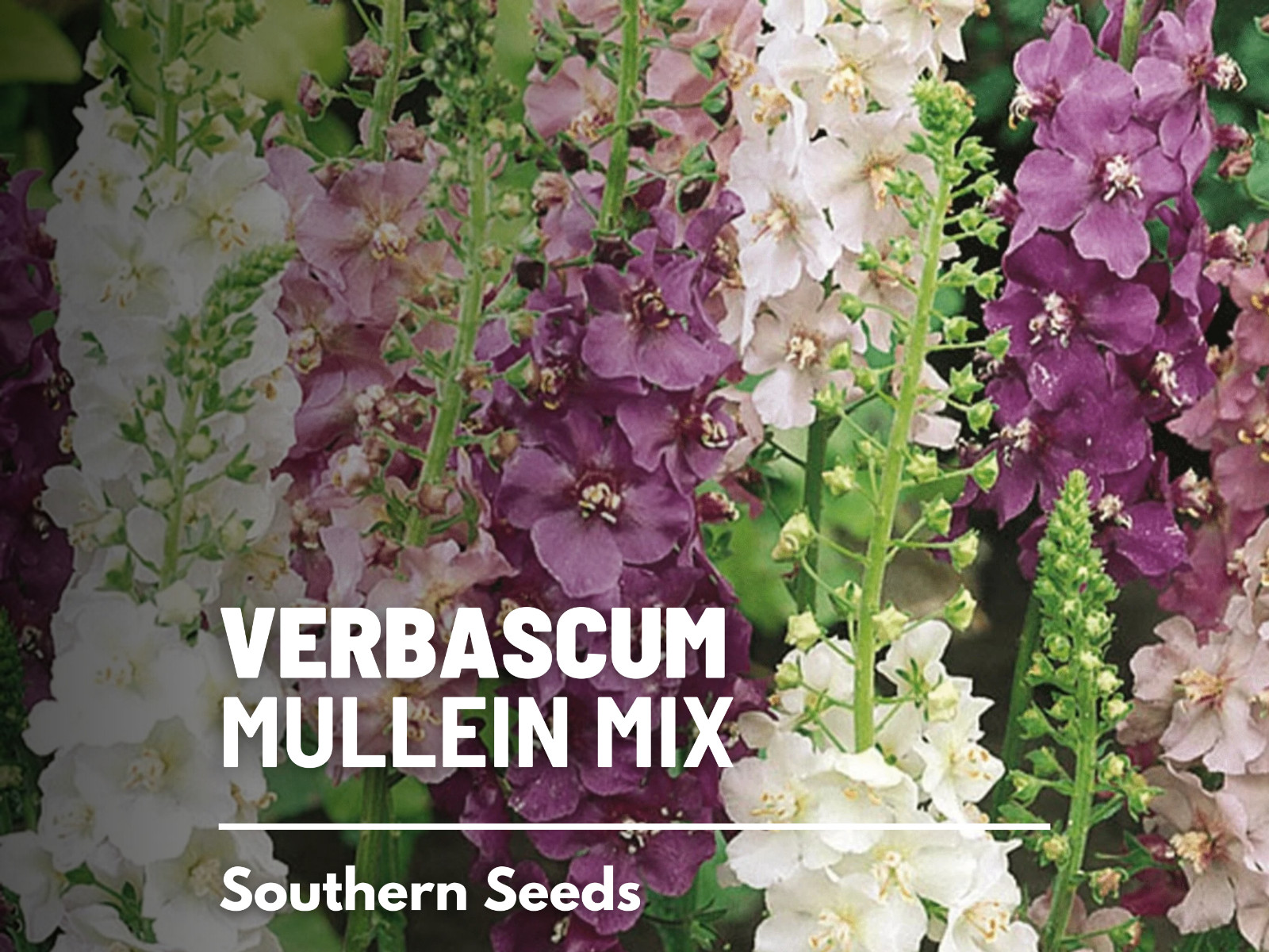 Verbascum Mix – Purple Mullein – 100 Seeds – Medicinal Herb Seeds – Non-GMO