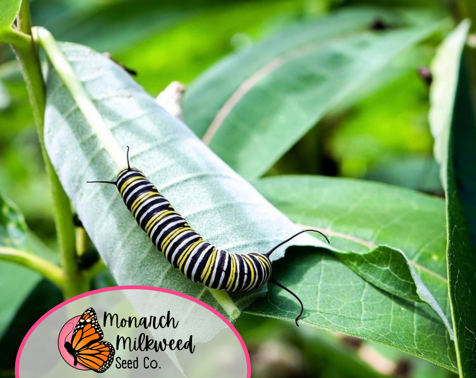 425+ Common Milkweed Seeds (Asclepias Syriaca) Native Monarch Butterfly Flower