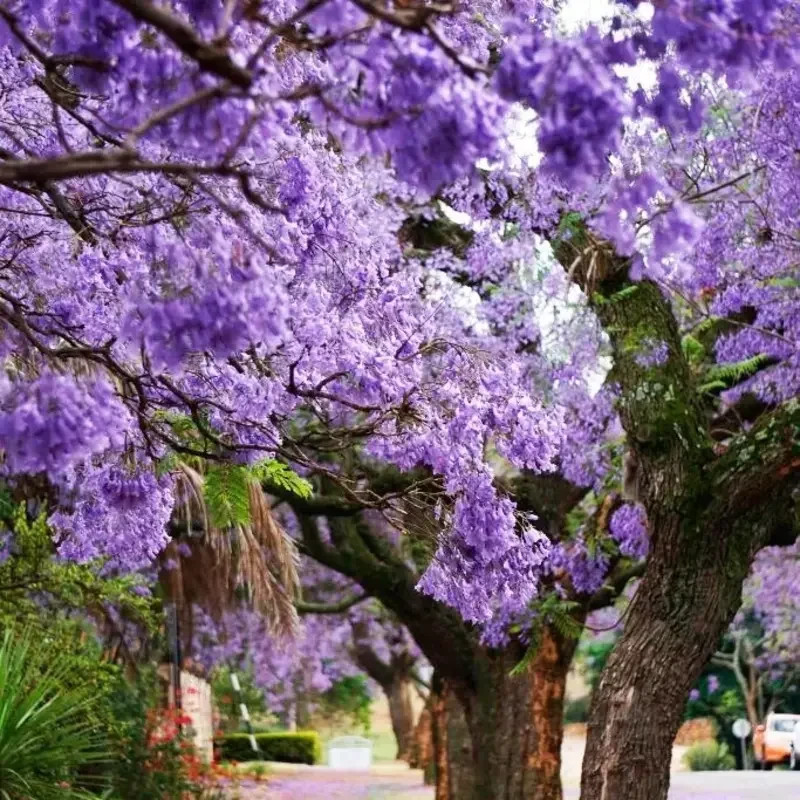 100+ Paulownia tomentosa Seeds Royal Empress Fast Growing Tree