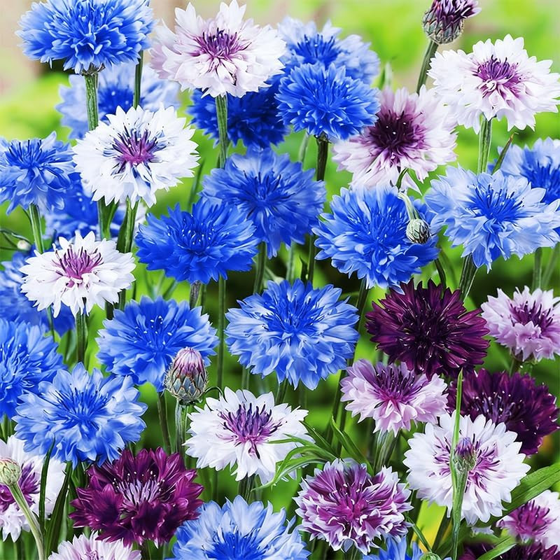 3200+ Mix Cornflower Seeds for Planting – Non-Gmo Bachelor Button Flower Seeds G