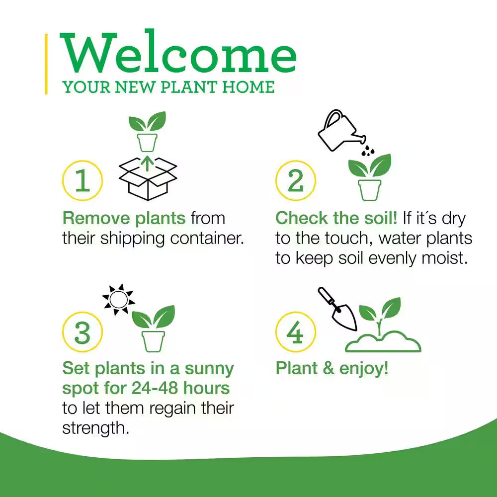 19 Oz. Spearmint Herb Plant (2-Pack)