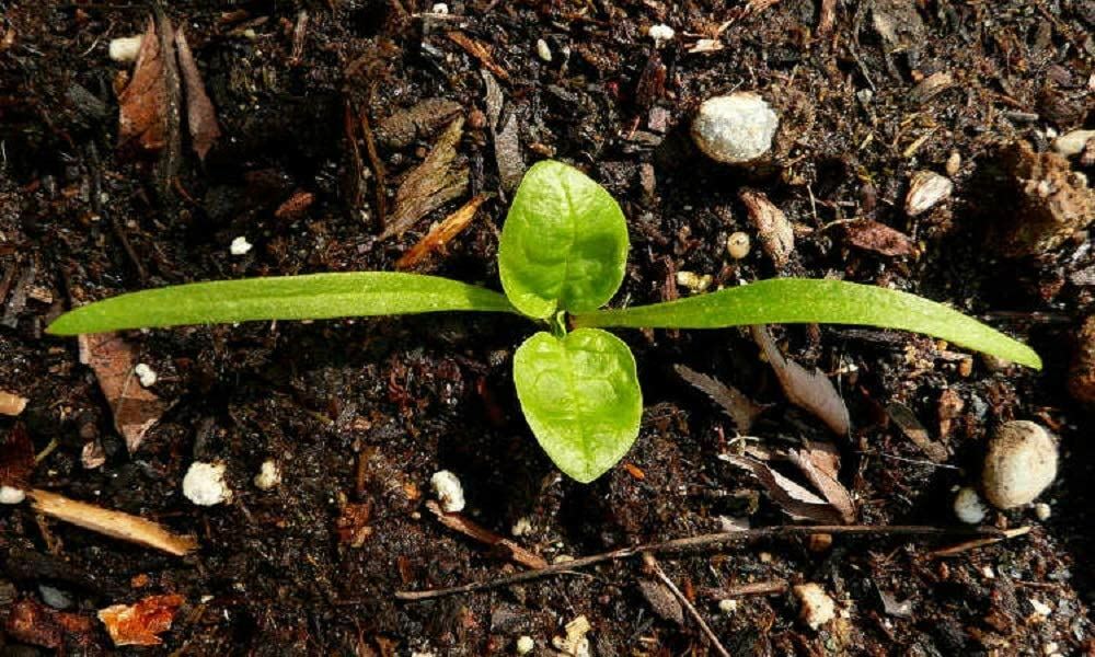 Spinach Seeds, America Spinach Seeds, “COOL BEANS N SPROUTS” Heirloom. Non-GMO.