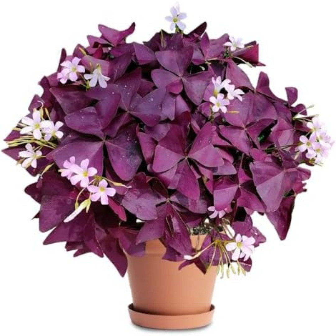 20PCS Purple Shamrocks Bulbs Good Luck Plant Oxalis Bulbs for Planting Oxalis