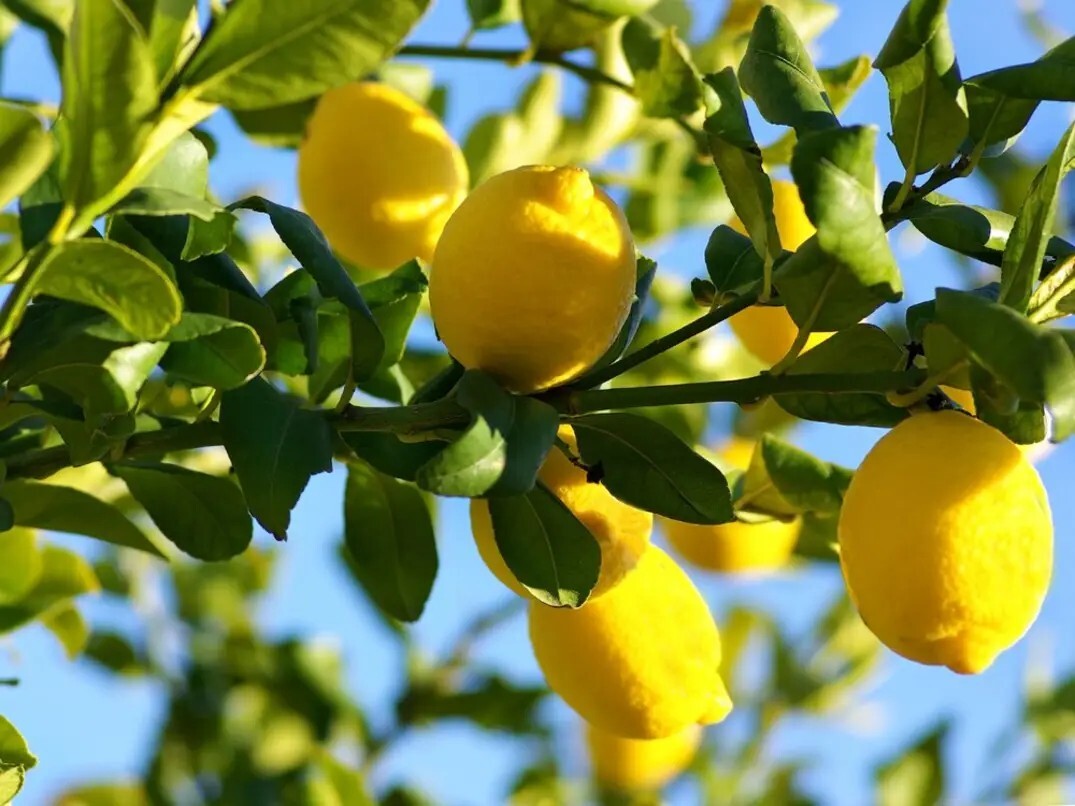 5 Pound Organic Lemons Freshly Harvested Temecula CA Non-GMO Unsprayed unwaxed