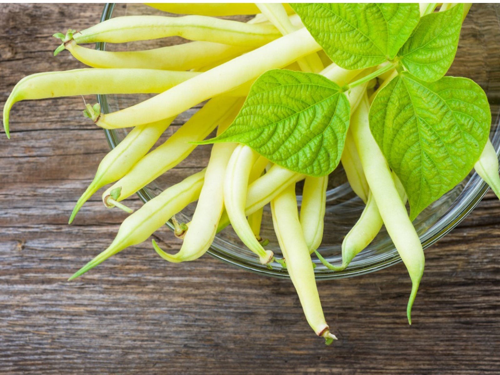 GOLDEN WAX BUSH Bean Seeds, Heirloom Seeds – NON GMO, Every kids favorite.
