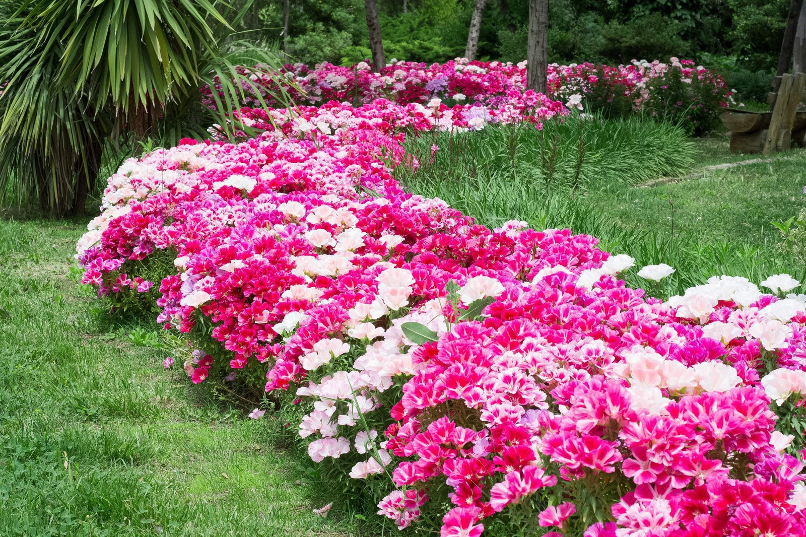 500 DOUBLE DEUCES GODETIA Grandiflora Clarkia Amoena Mixed BiColor Flower Seeds