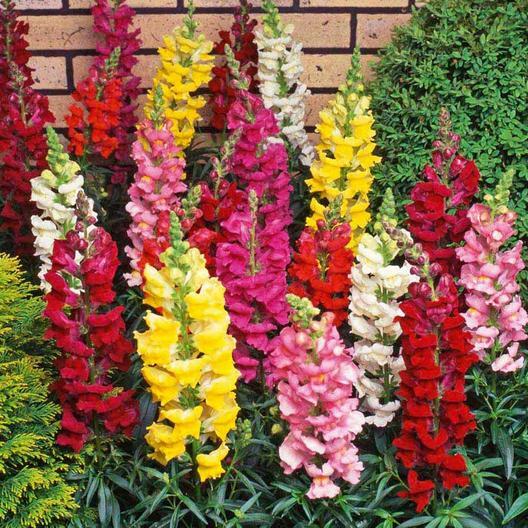 HUMMINGBIRD NECTAR Bulk Wildflower Mix Perennials & Annuals Non-GMO 5000 Seeds