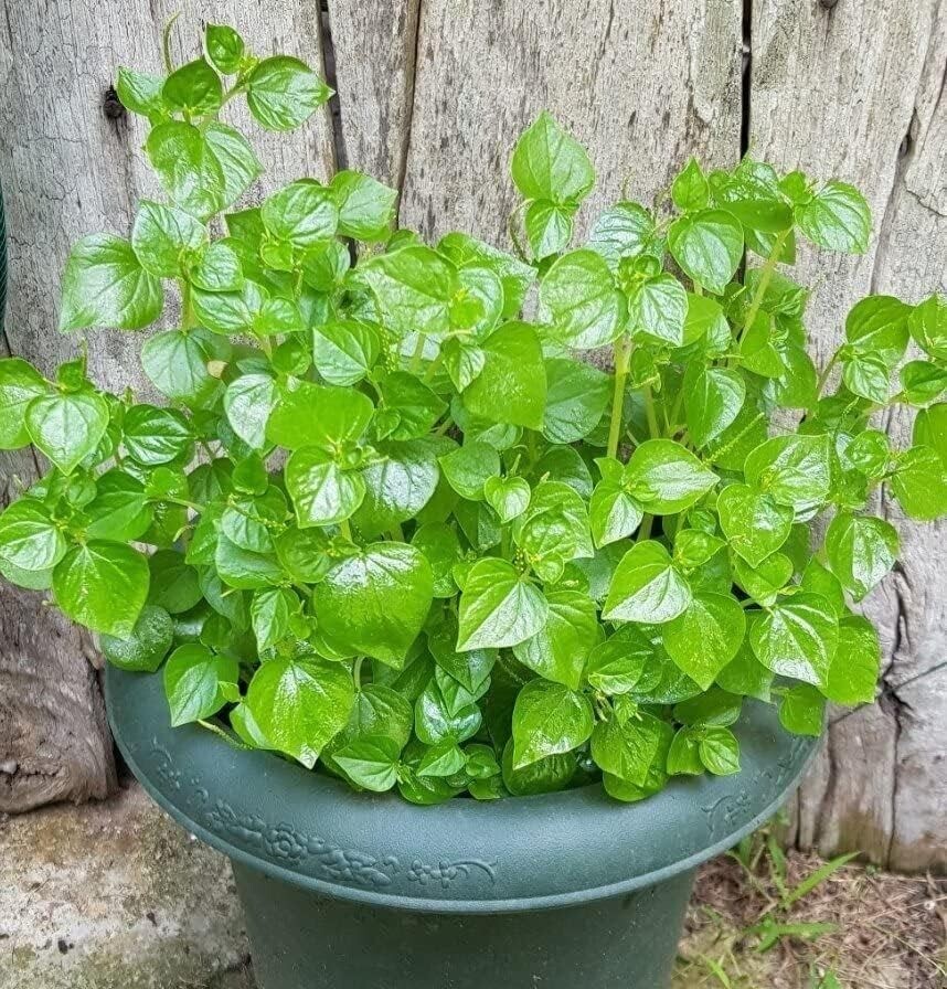 5000+ Crab Claw Seeds – Rau Cang Cua – Shiny Bush Seeds AKA. Peperomia Pellucida
