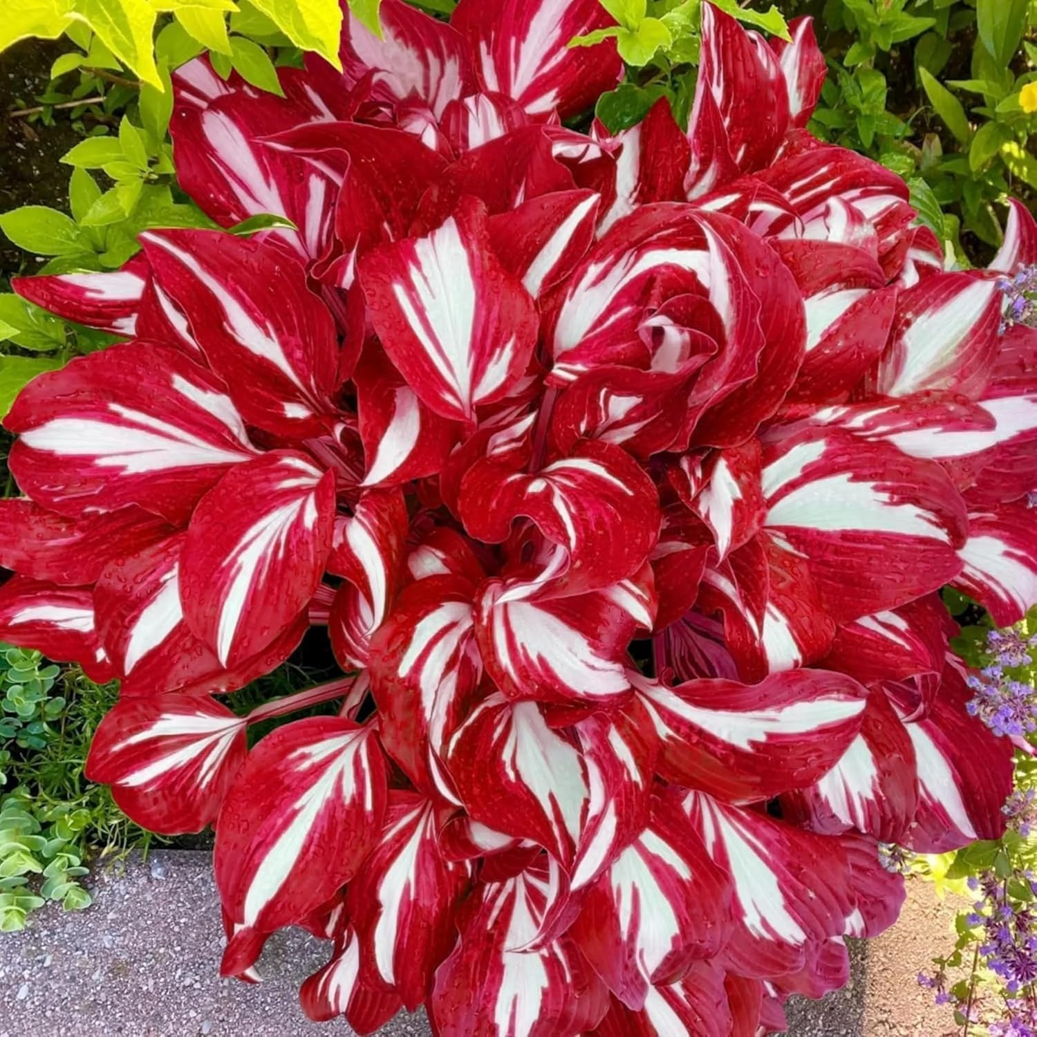 Hosta Seeds for Garden, 200 Pieces Perennial Shade Plants, Easy Growing Ornament