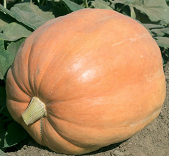 10 Mammoth Gold Giant Pumpkin Seeds — Heirloom – Organic – NON GMO – 40-60 lbs