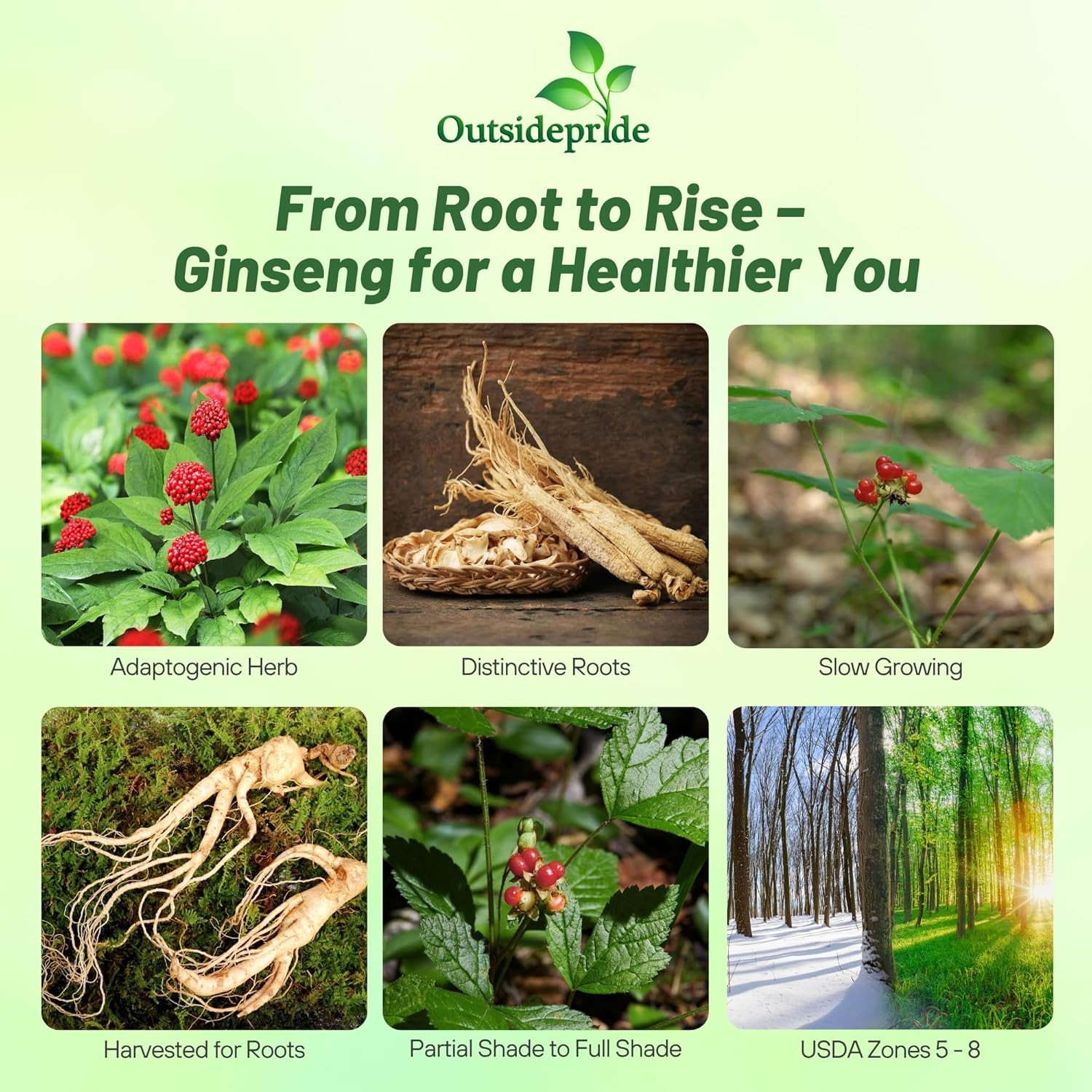 10 Seeds Panax Ginseng Herb Seeds – Medicinal Plants