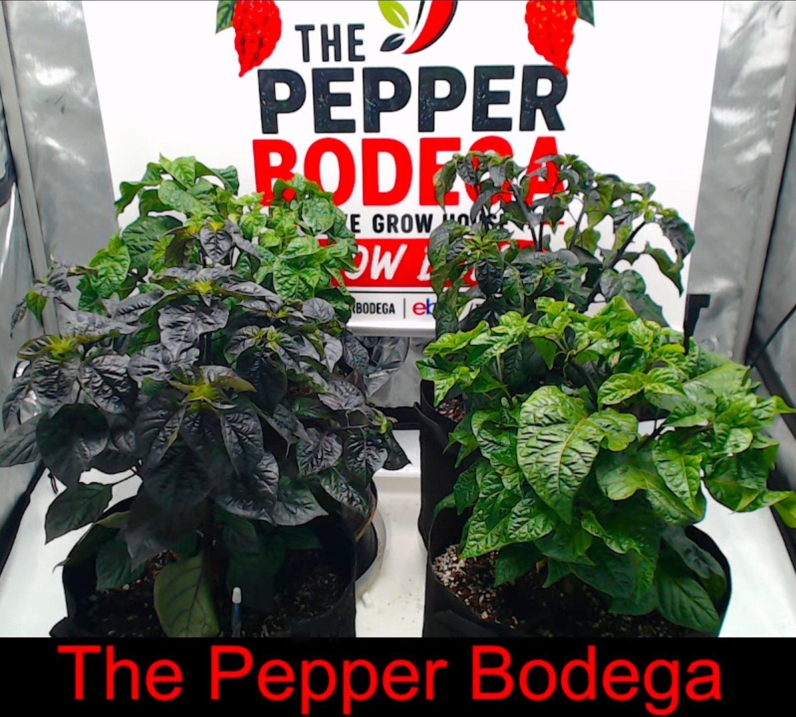 🌶️ Orange Ghost Pepper Seeds (10) | OPEN POLLINATED | Superhot