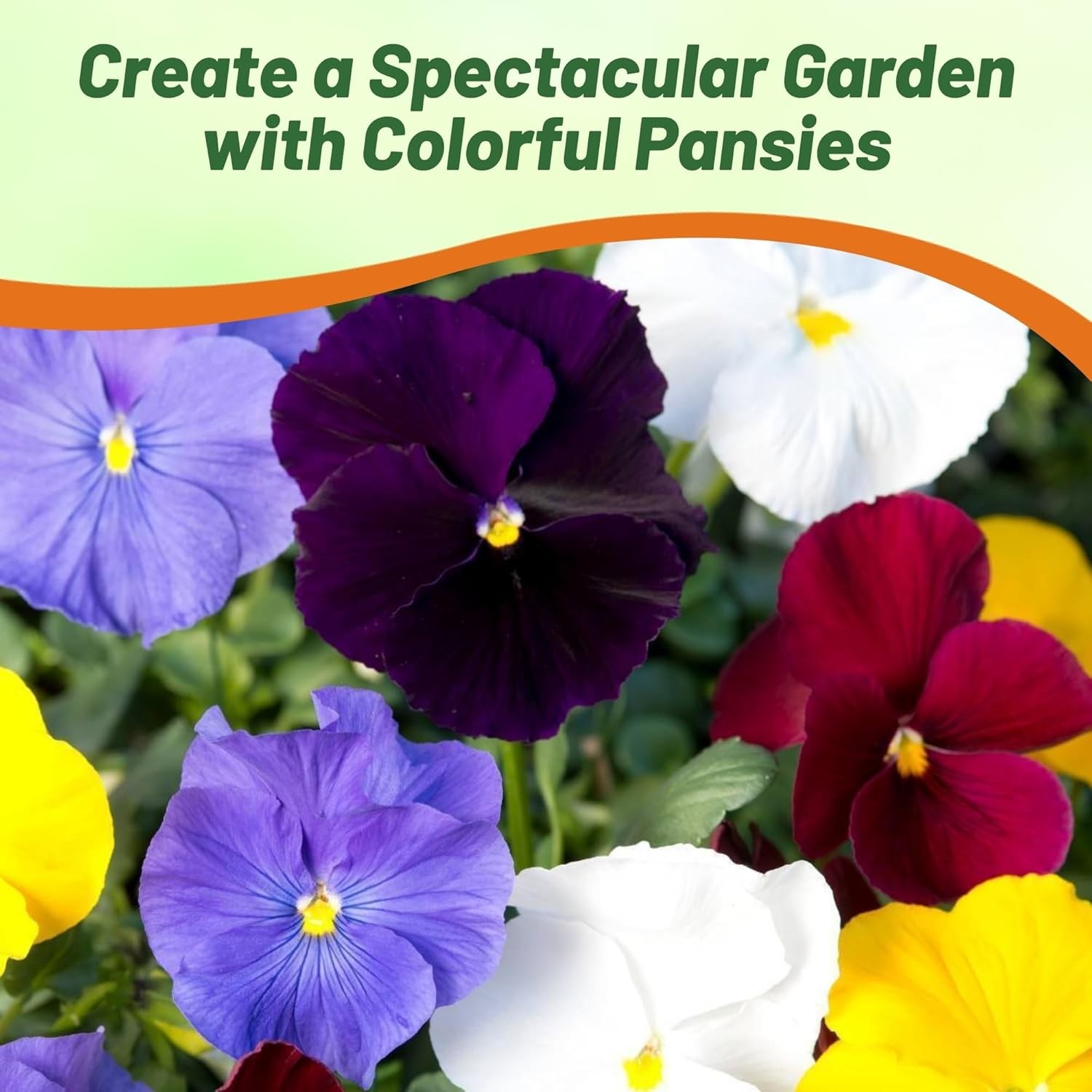 2000 Seeds Growing Pansies From Seed – Clear Crystals Flower Seeds