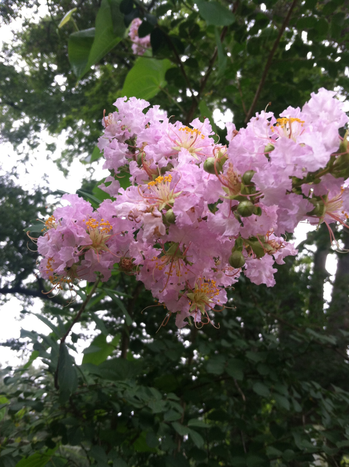 Lagerstroemia Crape Myrtle | Sioux | Soft Pink 10 seeds