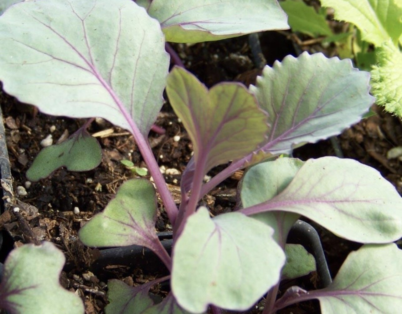 Red Acre Cabbage Seeds | Heirloom | Organic | Cold Tolerant | Disease Resistant