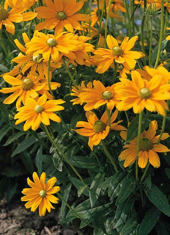 Black Eyed Susan GREEN EYES Rudbeckia Green Center Rare! Non-GMO 100 Seeds