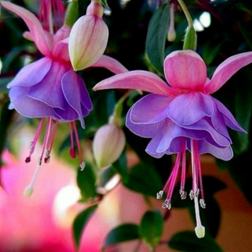 50pcs/bag Fuchsia Seeds Potted Flowers seeds,bonsai seeds.#6100